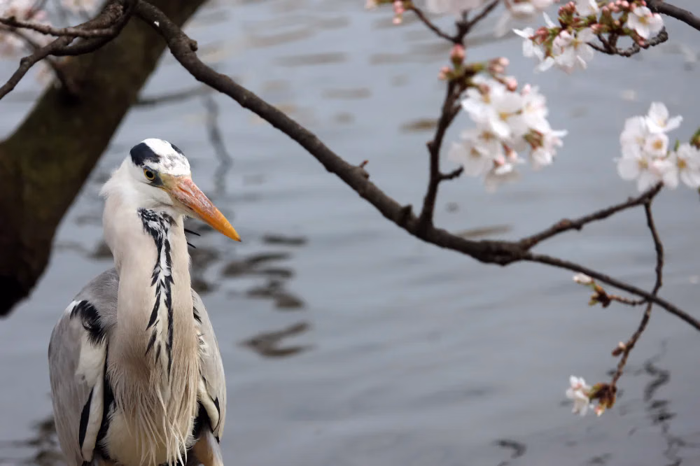 ueno-bird