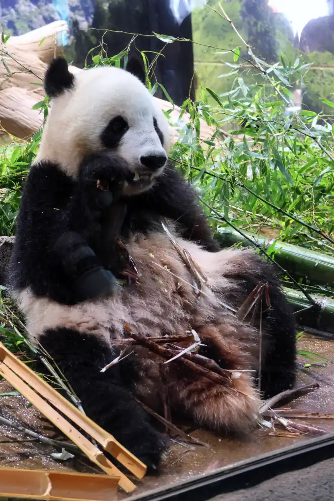 ueno-panda