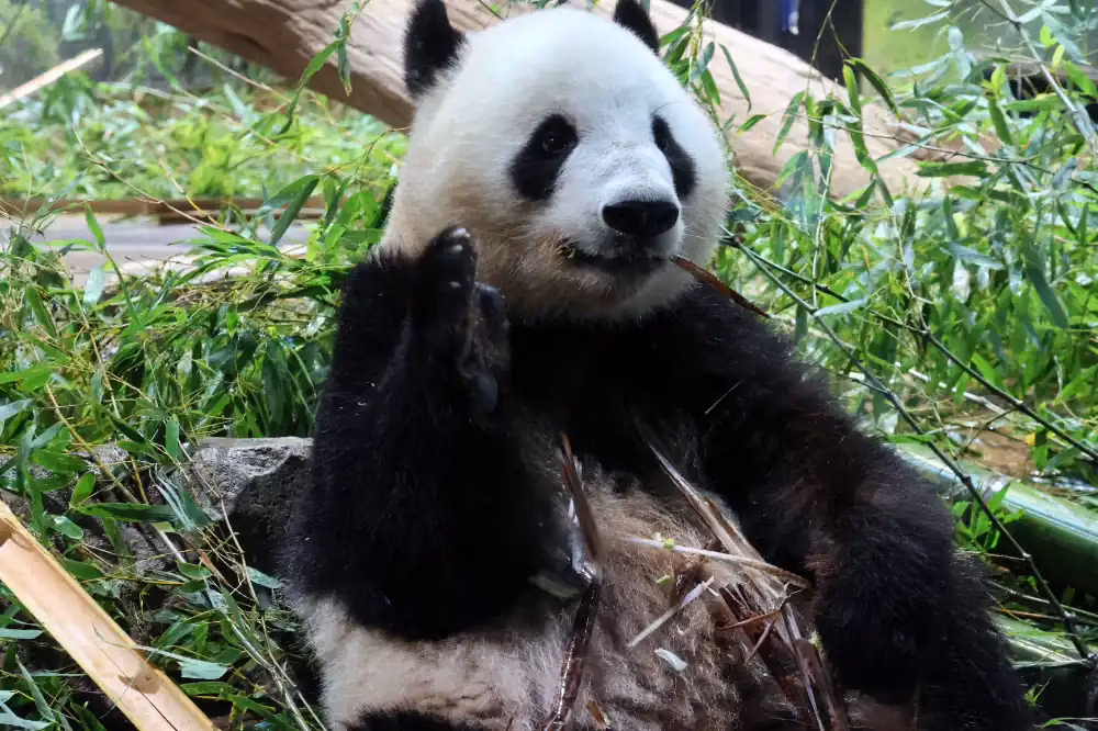 ueno-panda