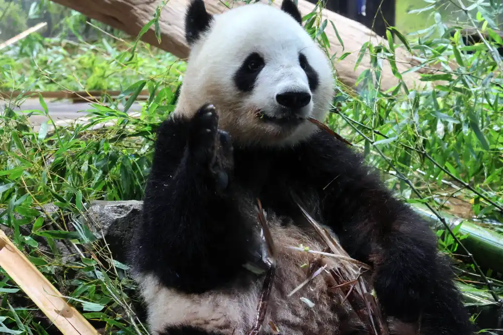 ueno-panda