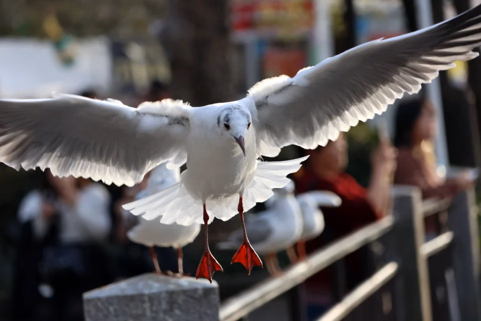 bird1