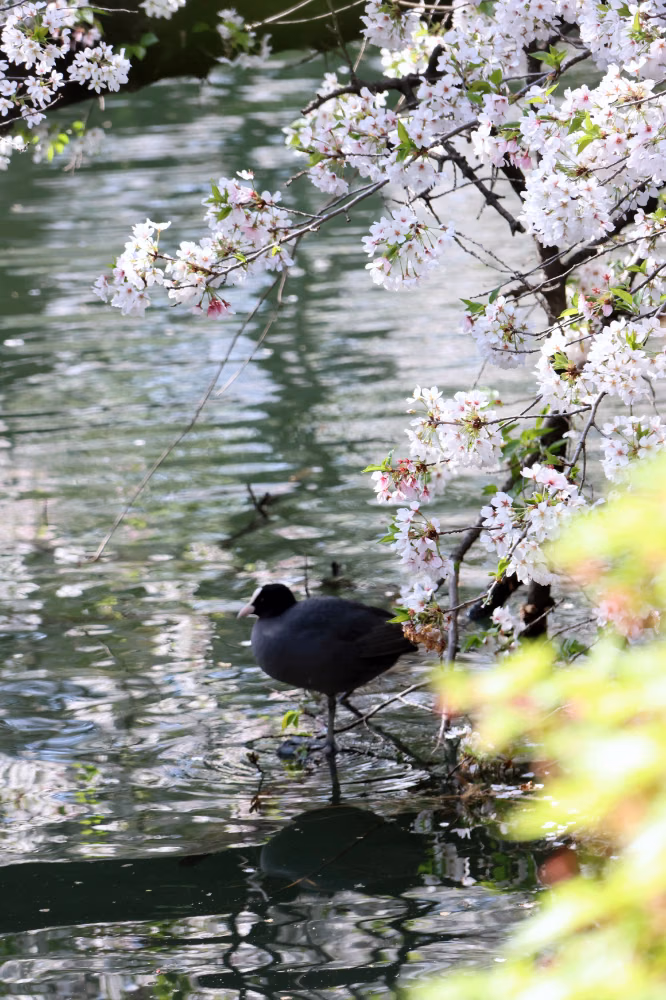 inokashira-bird