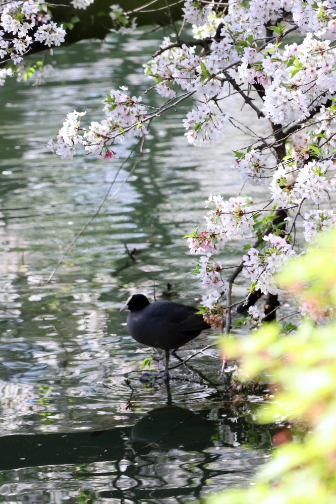 inokashira-bird