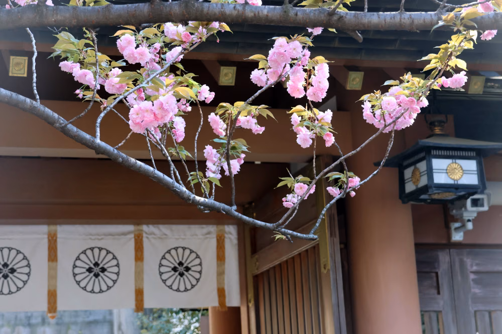 tokyo-daijingu